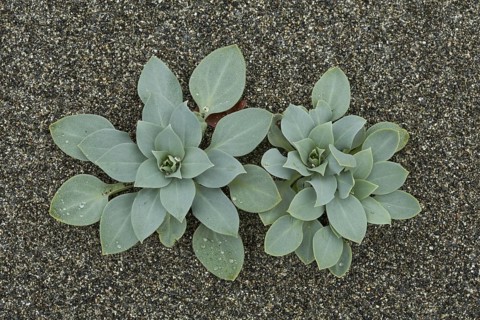Oysterplant