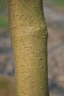 Walter's Dogwood