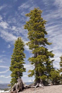 Mountain Hemlock