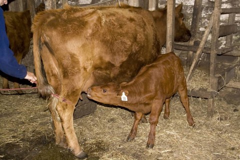 Domestic cattle