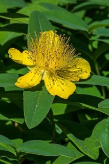 Rose-of-Sharon
