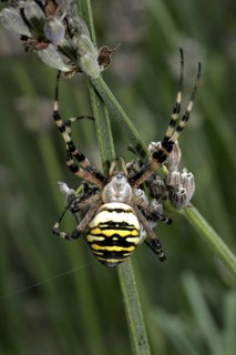 Wasp spider