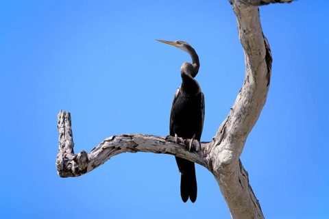 India oriental darter