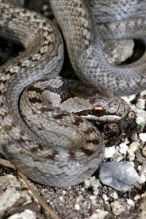 Smooth snake