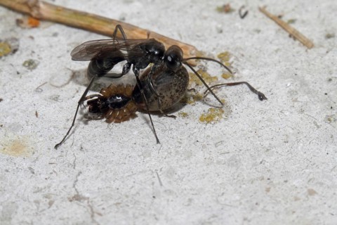 Toenail wasp