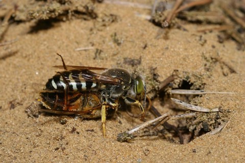 Beaked gyro wasp