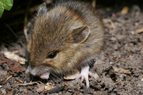 Wood mouse