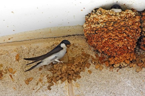 House Martin