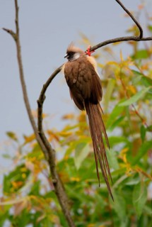 Speckled Mousebird