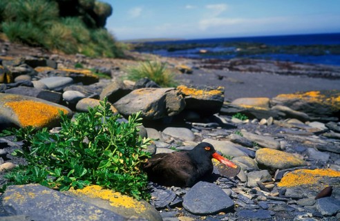 Blackish oystercatcher