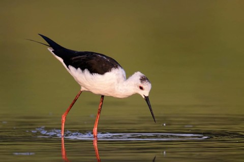 Black-winged Black-winged Stilt