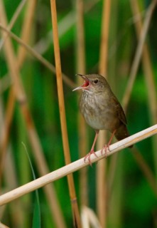 River Warbler