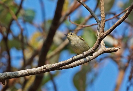 Plain Flowerpecker