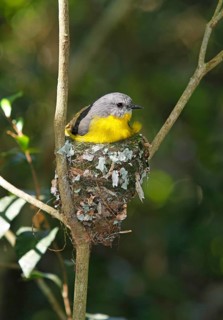 Eastern yellow robin