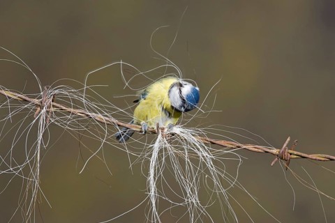 Blue Tit