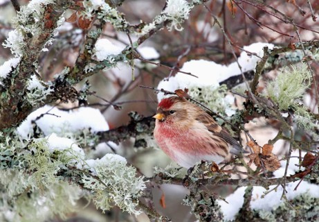 Lesser Redpoll