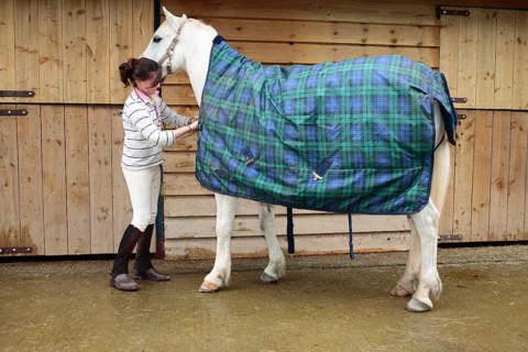 Welsh pony
