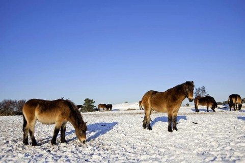 Exmoor pony