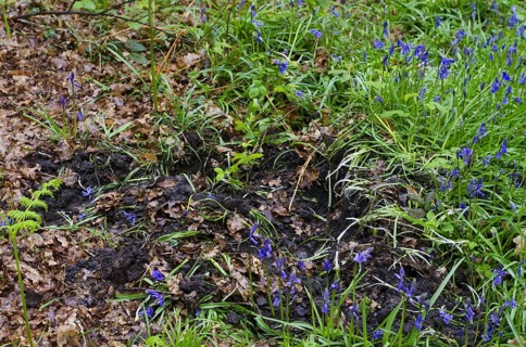 Endymion hyacinth