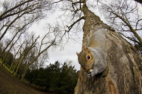 Eastern eastern gray squirrel