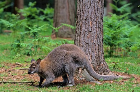 Red-necked Wallaby