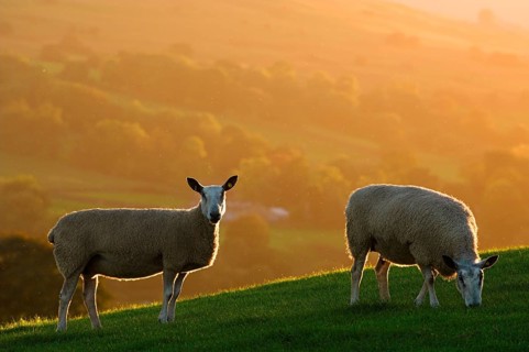 Domestic Sheep