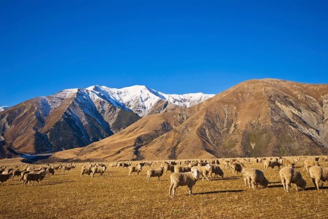 Native sheep