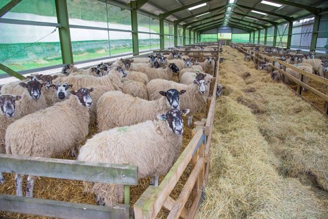 Domestic Sheep