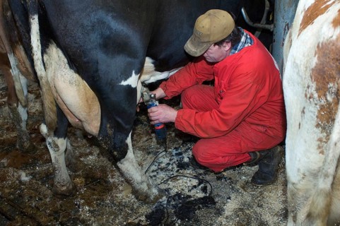 Dairy farmer cuts hair from the fur of dairy cows