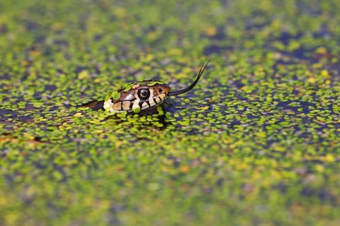 Grass Snake