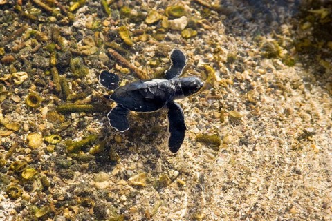 Chelonia mydas agassizi