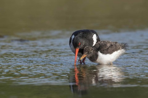 Eurasian eurasian oystercatcher