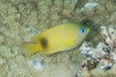 Johnston Damselfish