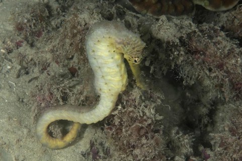 Tiger-tail seahorse