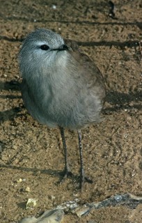 Black-legged seriema
