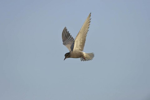 Black Tern