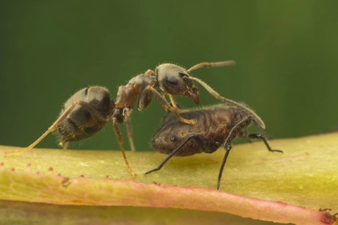Black Garden Ant