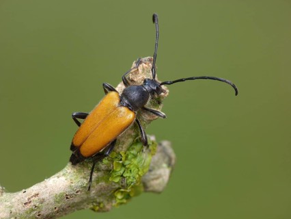 Longhorn beetle
