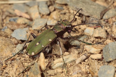 Green tiger beetle