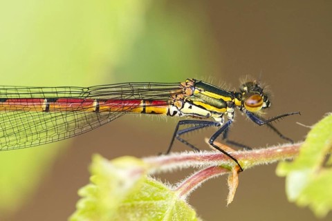 Early damselfly