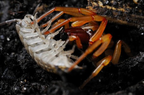 Woodlouse spider