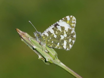 Western dappled pierids