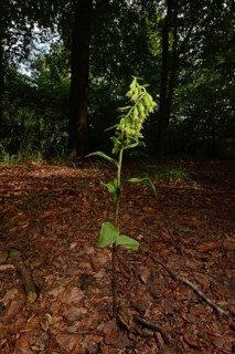 Green-flowered Helleborine