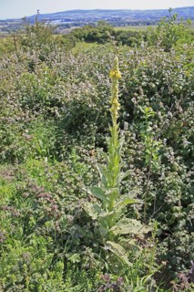 Great Mullein
