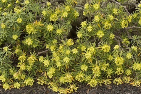 King Juba's Spurge