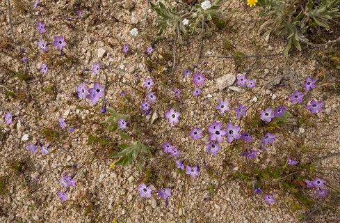 Bird's-eye Gilia