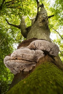 Fruiting bodies of artist's mushrooms