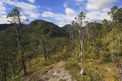Shore Pine