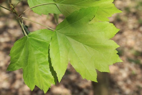 Wild Service Tree