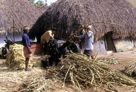 Crushing sugar cane to make unrefined sugar jaggery or gur